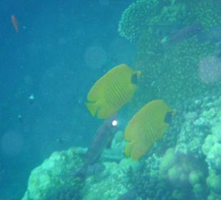Poissons