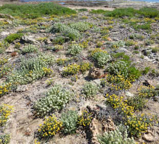 Wanderung zu den Nekropolen von Son Real