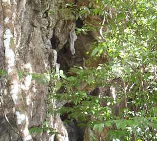 Kletterwurzeln beim Ugong Rock