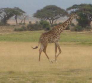 Giraffe