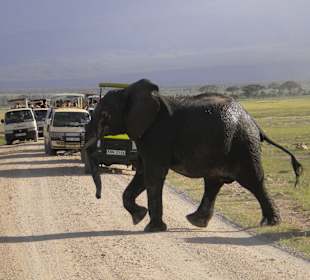 Autospalier für die Elefantenfamilien