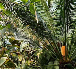 Botanischer Garten