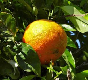 Impressionen aus dem Botanischen Garten Cagliari