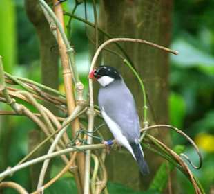 Schmetterlingshaus fühlen sich auch wohl
