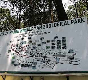Padmaja Naidu Himalayan Darjeeling Zoo