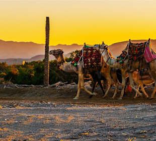 Stadtrundfahrt El Quseir