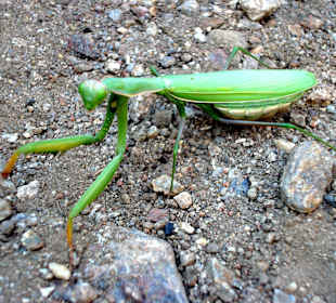 Naturschutzgebiet Du Mas Larrieu
