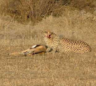 Gepard beim Fressen