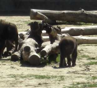 Kölner Zoo