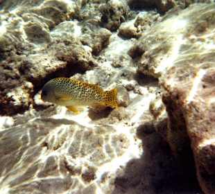 Fisch und Korallenrief
