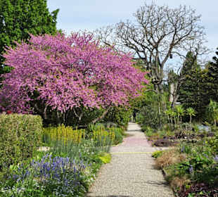 Spaziergang durch den Berggarten Hannover