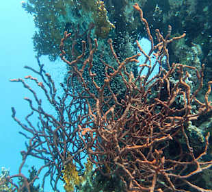 Hausriff - Peitschenkoralle