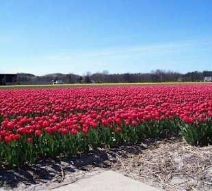 Tulpen velden