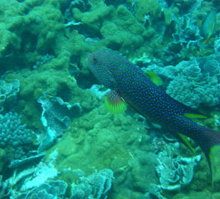 Tauchgang / Wasini Island 