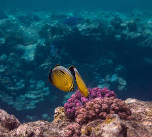 Rippenfalterfische mit Pfötchen-Koralle