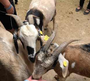 Handzahme ZiegenZie