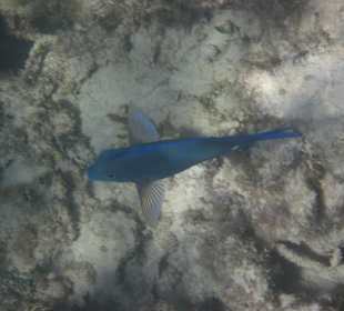 Unterwasserwelt Akumal