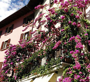 Alles blumenbehangen in Limone