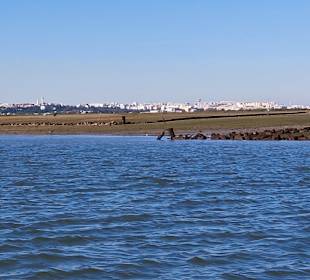 Bootstour Ria Formosa