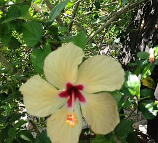 Hibiskus