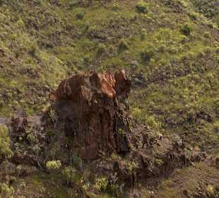 Roślinność Gór Gran Canaria