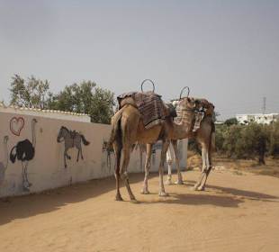 Kamel bei der Quad-Ausfahrt