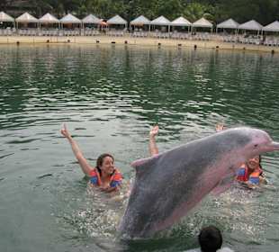 Schwimmen mit Delphinen