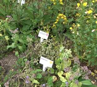 ALB-GOLD Naturgarten