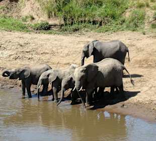 Elefantenherde am Mara River
