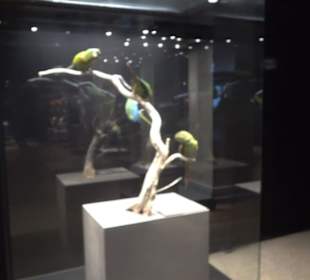 Museum für Naturkunde
