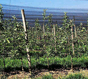 Obstplantage mit Hagelschutz