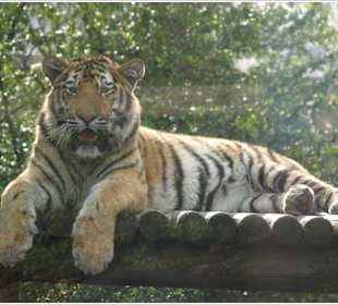 Tiger im Tiergarten Schönbrunn Wien