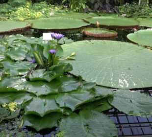 Gewächshäuser Botanischer Garten