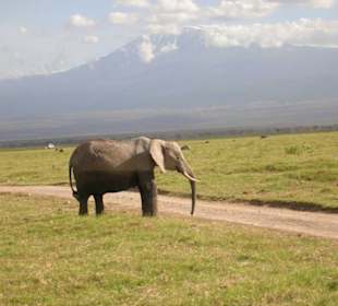Elefant vor Kilimanjaro
