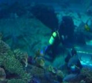 Aquarium - sowas muß man haben