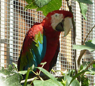 Rotgrüner Macaw