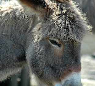Zoo Krefeld