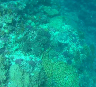 Schnorcheln Marsa Alam