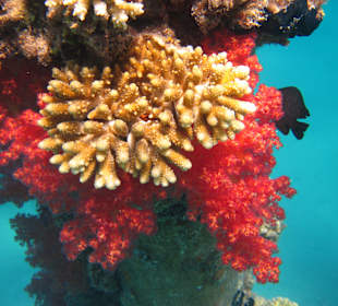 Korallen beim Schnorcheln