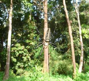Spinne auf Weg zum Wasserfall