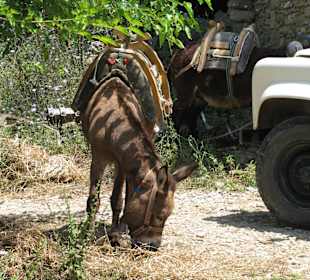 Wer will kann Esel reiten