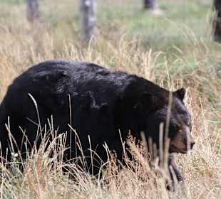 Bear Country Rapid City