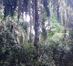 Masingini Forest