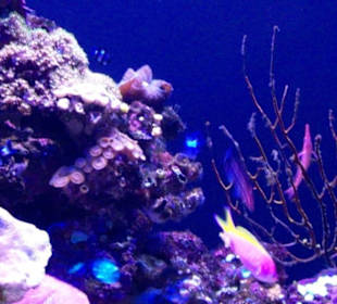 Palma Aquarium