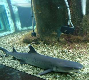 Rekin w akwarium w Hurghadzie