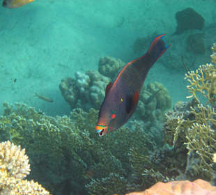 Papageienfisch