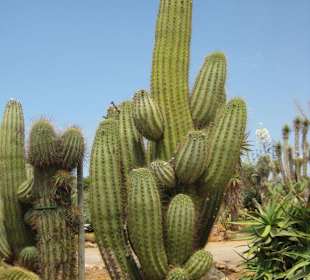 Botanicactus