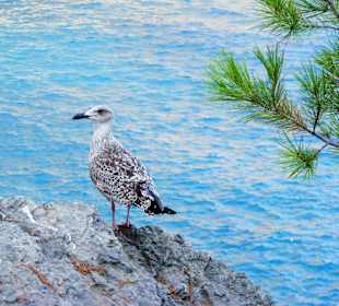 Möwe - in Sa Calobra