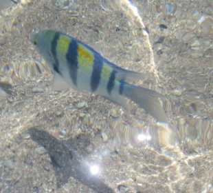 Fische direkt am Strand