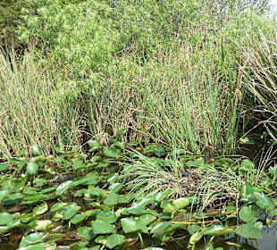 Alligatorennest in den Everglades